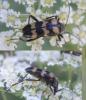 Judolia sexmaculata